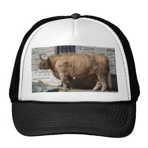 Scottish Highland Cattle Portrait Trucker Hat | Zazzle