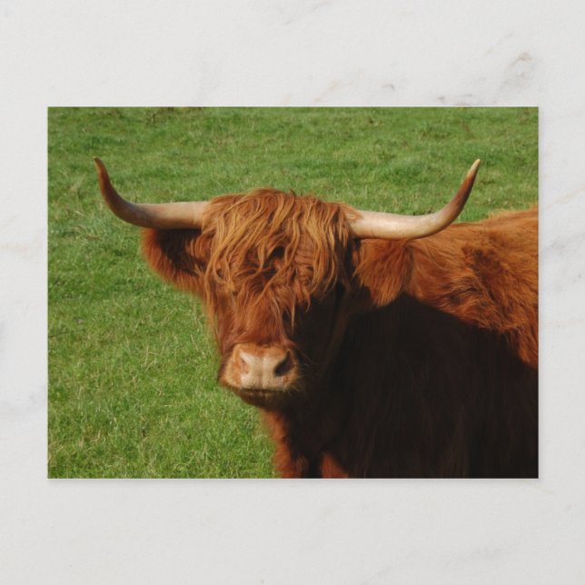 Scottish Highland Cattle Postcard (Front)