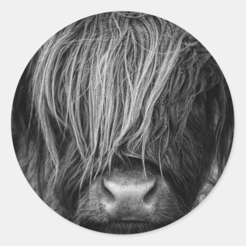 Scottish Highland Cattle _ Scotland Classic Round Sticker