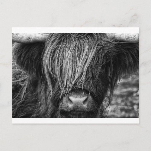 Scottish Highland Cattle _ Scotland Postcard