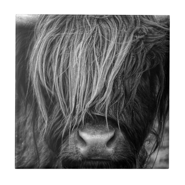 Scottish Highland Cattle - Scotland Tile (Front)