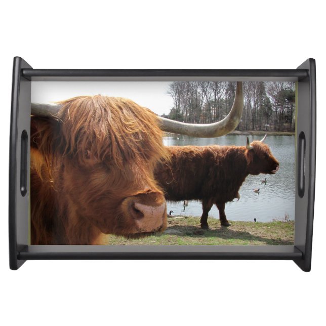 Scottish Highland Cattle ~ Serving Tray (Front)