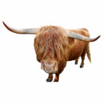 Scottish highland cattle statuette<br><div class="desc">A Scottish highland cattle with a nose ring</div>