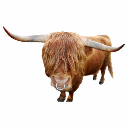 Scottish highland cattle statuette