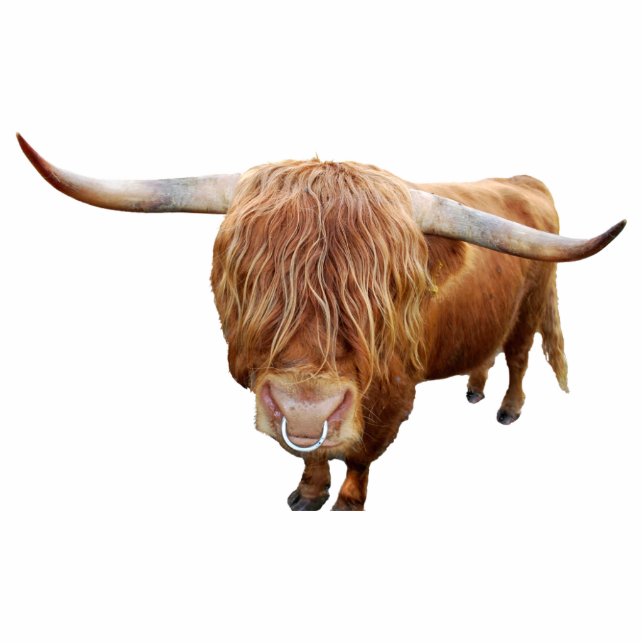 Scottish highland cattle statuette (Front)