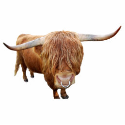 Scottish highland cattle statuette