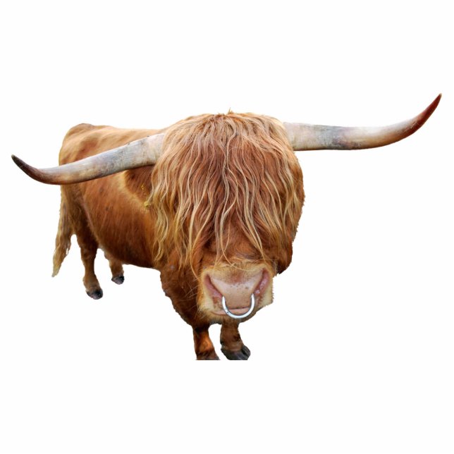 Scottish highland cattle statuette (Front)