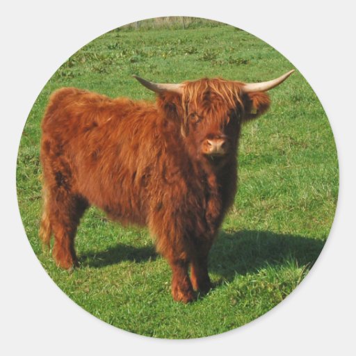 Scottish Highland Cattle Stickers | Zazzle