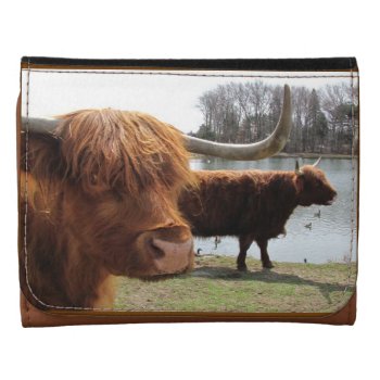 Scottish Highland Cattle ~ Wallet by Andy2302 at Zazzle