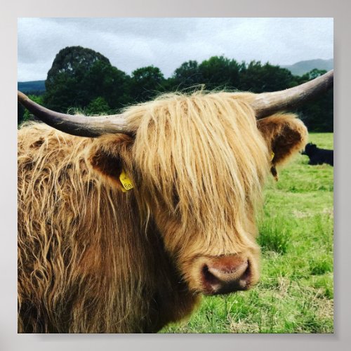 Scottish Highland Cow Art Photo Print