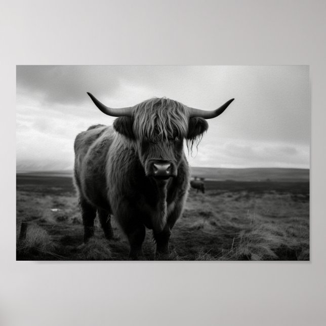 Scottish Highland Cow black and white photograph Poster (Front)