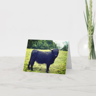 Scottish Highland Cow  <Blank Inside> Thank You Card