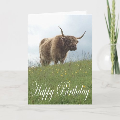 Scottish Highland Cow Card