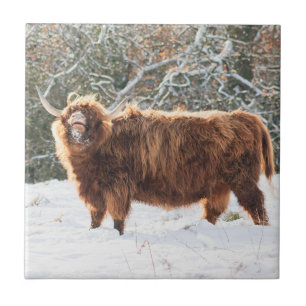 Scottish Highland cow Ceramic Tile