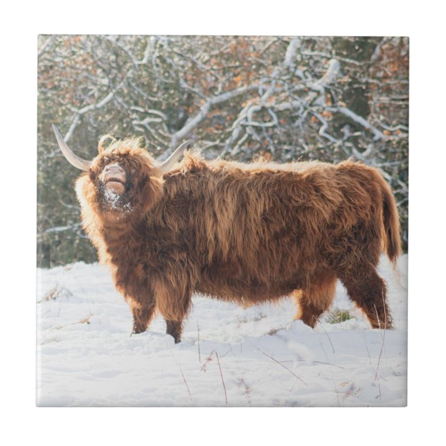 Scottish Highland cow Ceramic Tile (Front)