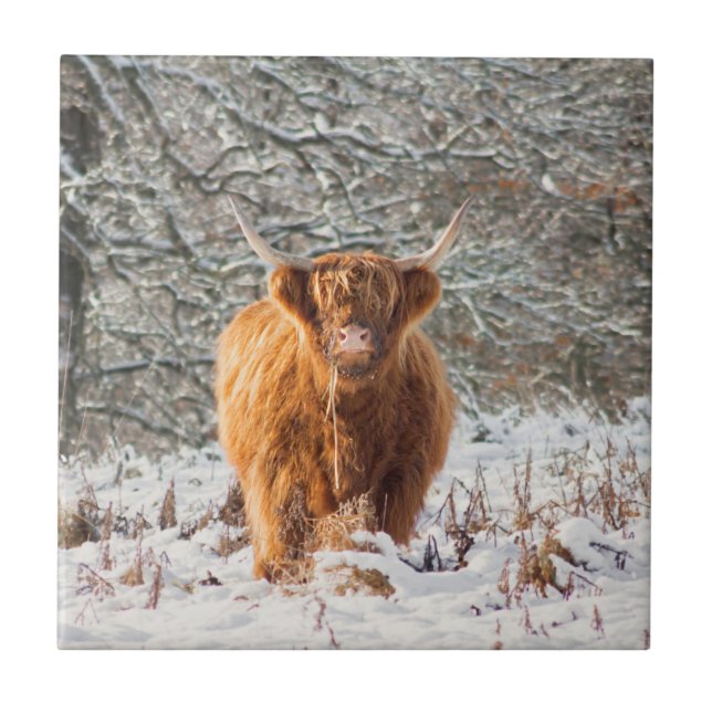 Scottish Highland cow Ceramic Tile (Front)