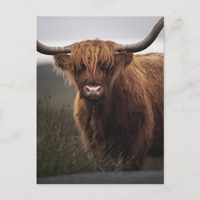 Scottish Highland Cow (Coo) Photo Postcard (Front)