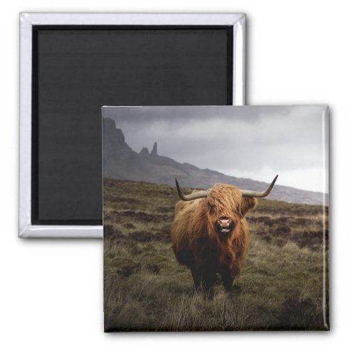 Scottish Highland Cow Fridge Magnet
