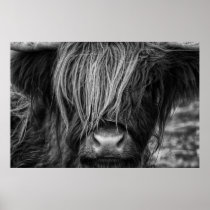 Scottish Highland Cow, Highlander, Highland Cattle Poster