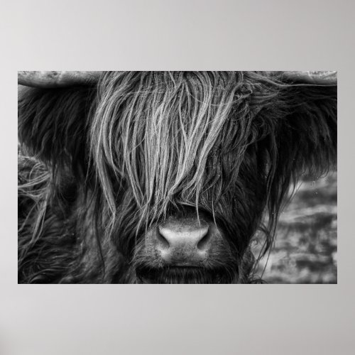 Scottish Highland Cow Highlander Highland Cattle Poster