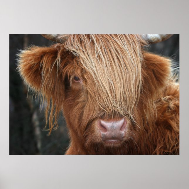 Scottish Highland Cow, Highlander, Scotland Poster (Front)