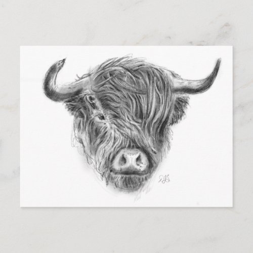 Scottish Highland Cow Illustration Postcard
