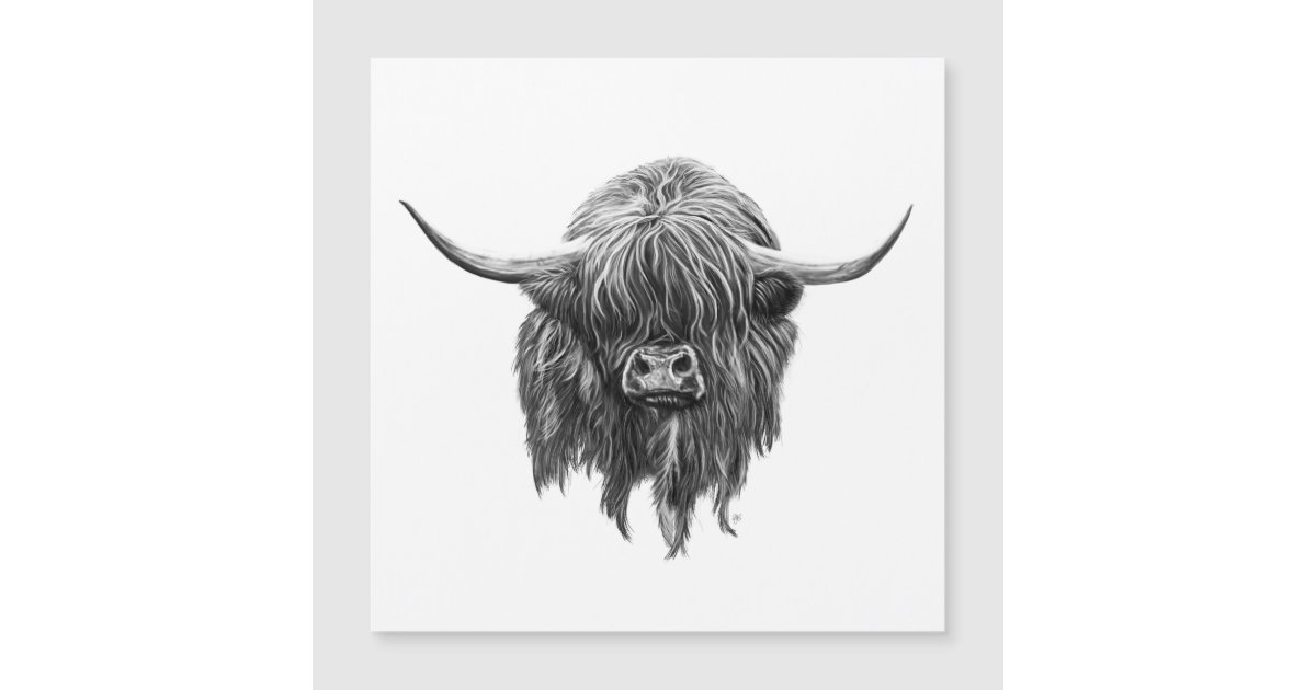 Scottish Highland Cow In Black And White