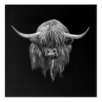 Scottish Highland Cow In Black And White