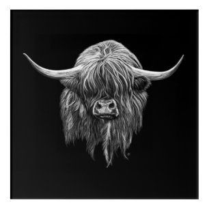 Scottish Highland Cow In Black And White Acrylic Print