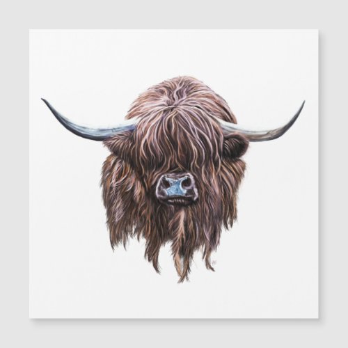 Scottish Highland Cow In Colour
