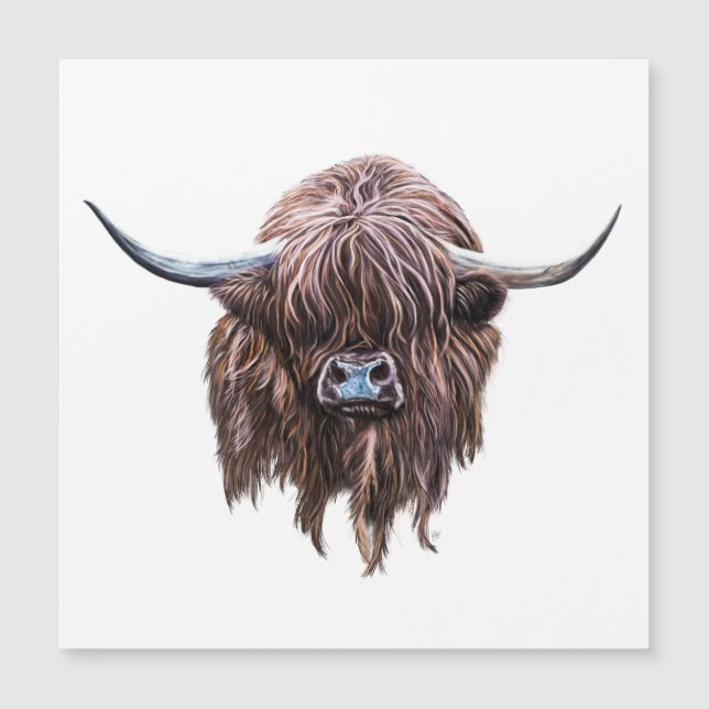 Scottish Highland Cow In Colour (Front)