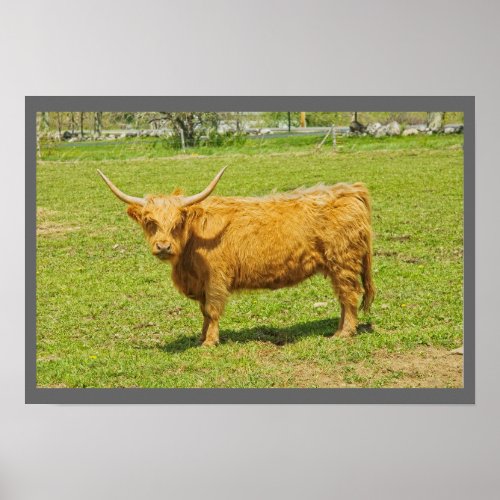 Scottish Highland Cow In Farm Field Poster