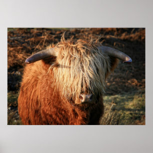 Scottish Highland Cow in Scotland, Highlander Poster