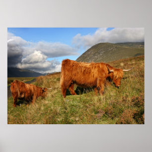 Scottish Highland Cow in Scotland, Highlander Poster