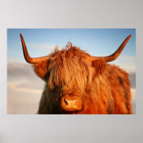 Scottish Highland Cow in Scotland, Highlander Poster