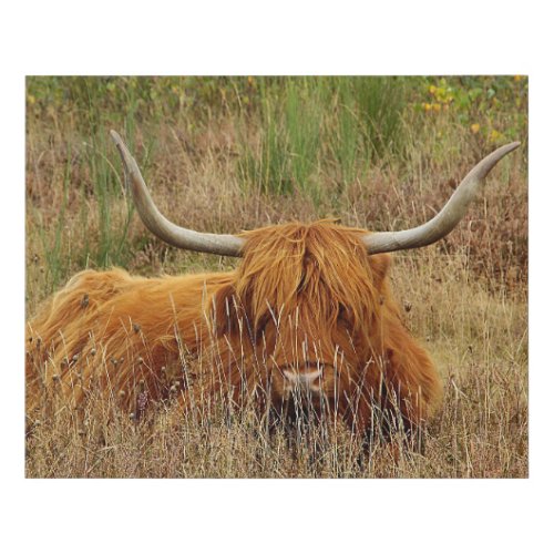 Scottish Highland Cow in the grass Faux Canvas Print