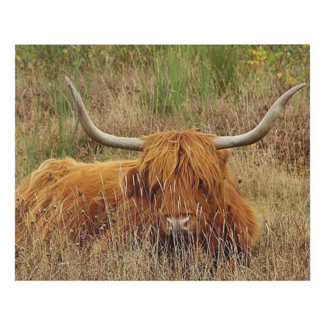 Scottish Highland Cow in the grass Faux Canvas Print (Front)