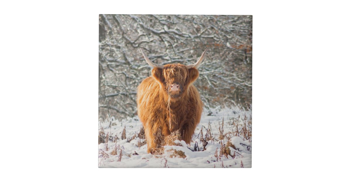 Scottish Highland baby cow Wrapping Paper by Haley Redshaw