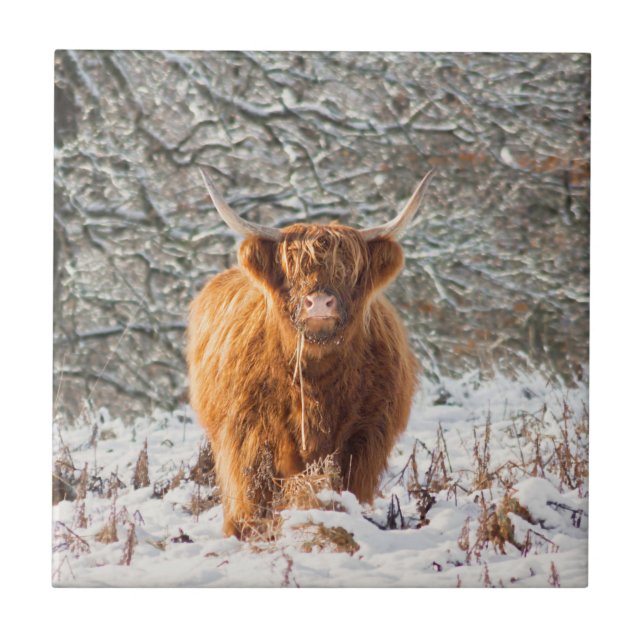 Scottish Highland cow in the snow Ceramic Tile (Front)