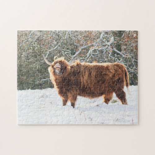 Scottish Highland cow in the snow Jigsaw Puzzle