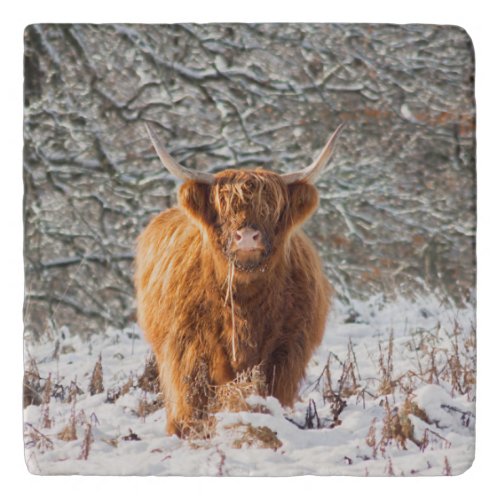 Scottish Highland cow in the snow Trivet