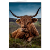 Scottish Highland Cow Longhorn Bull Rancher (Front)