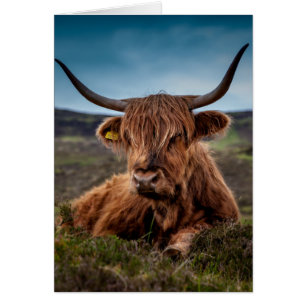 Scottish Highland Cow Longhorn Bull Rancher