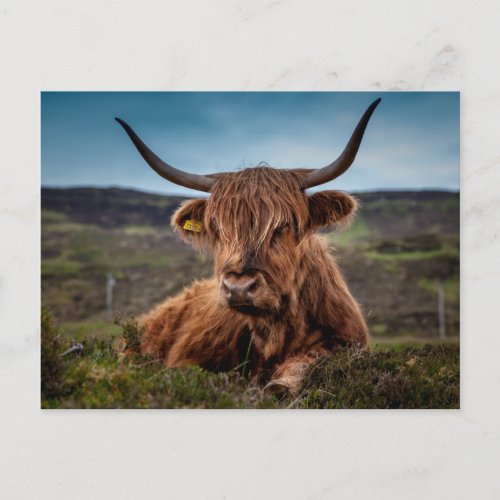Scottish Highland Cow Longhorn Bull Rancher Postcard