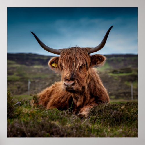 Scottish Highland Cow Longhorn Bull Rancher Poster