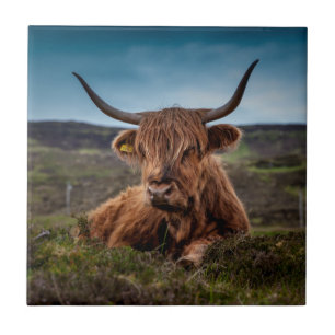 Scottish Highland Cow Longhorn Bull Rancher Tile