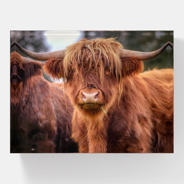Scottish Highland Cow Paperweight (Front)