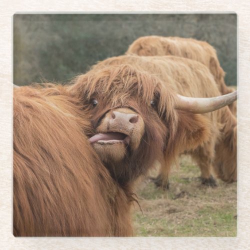 Scottish Highland cow photograph  Glass Coaster