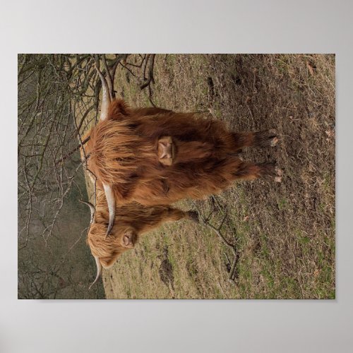 Scottish Highland cow photograph poster