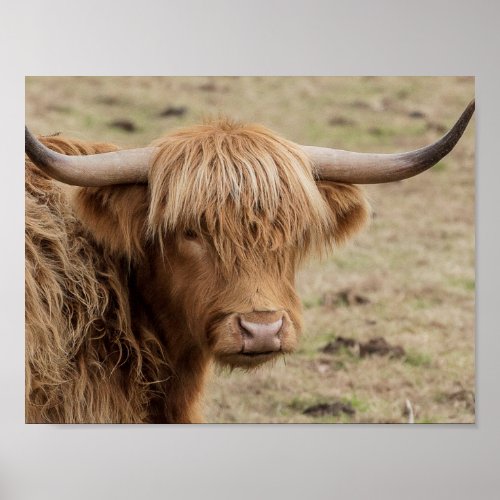 Scottish Highland cow photograph poster